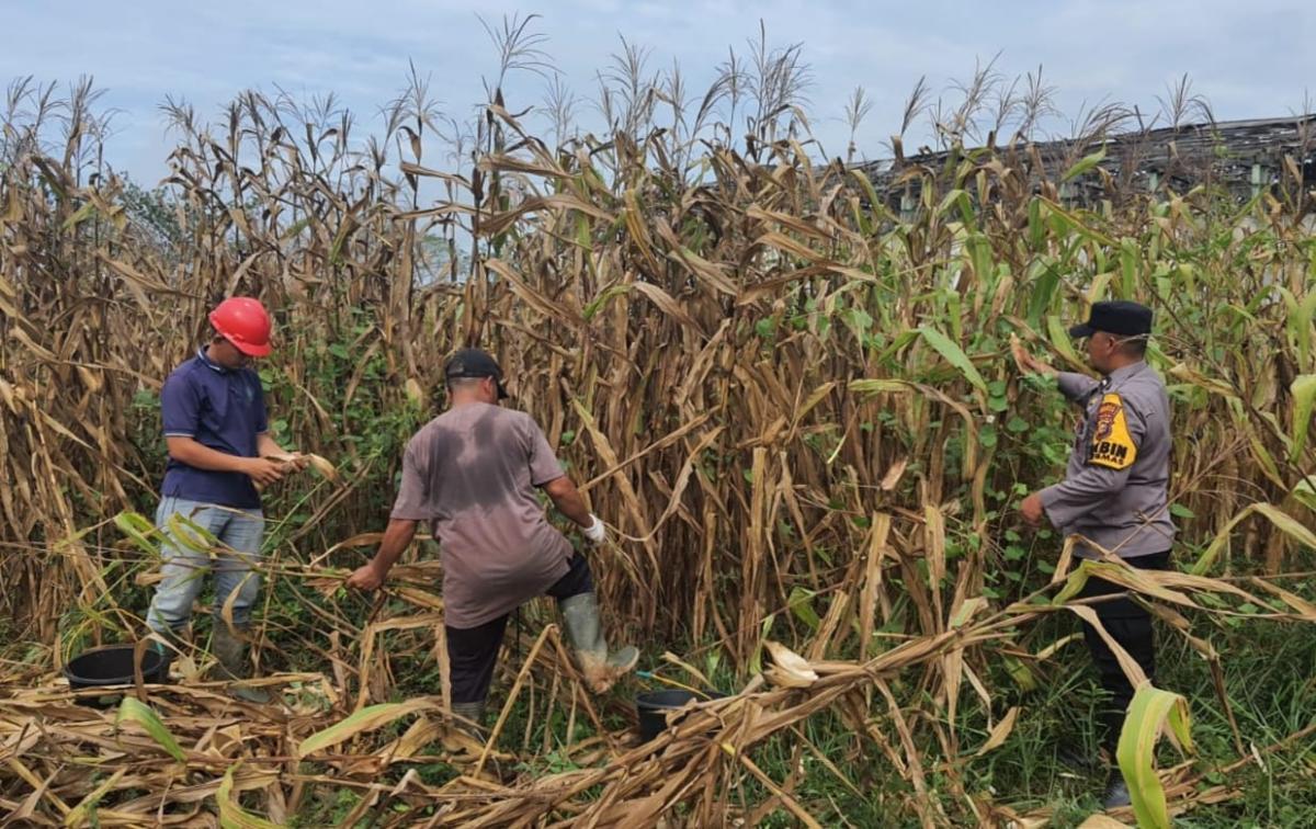 Dukung Ketahanan Pangan Nasional, Polsek Pinggir Panen Jagung di Lahan Binaan Seluas 1 Hektare